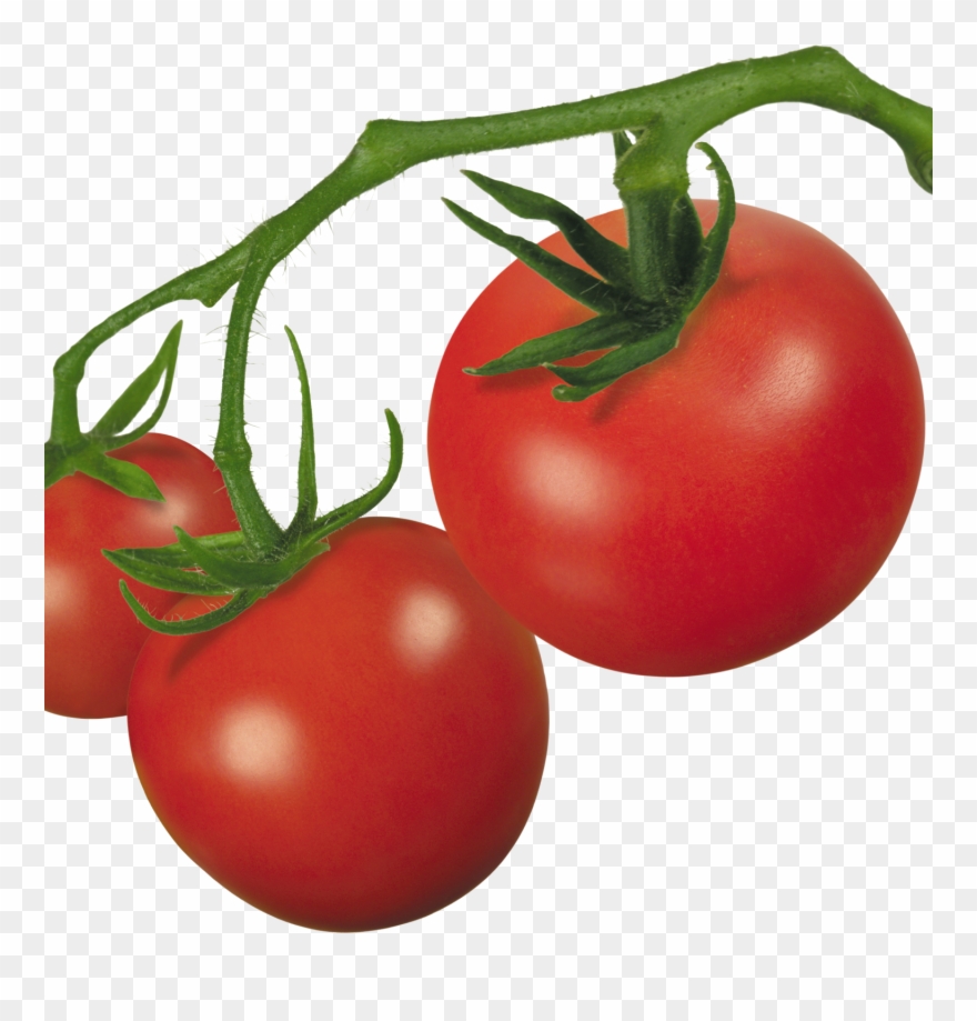 Tomato Plant Clip Art Mehmetcetinsozler Com Pin - Roma Tomatoes No Background - Png Download