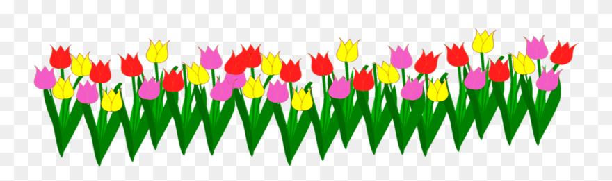 Tulipa Humilis Clipart