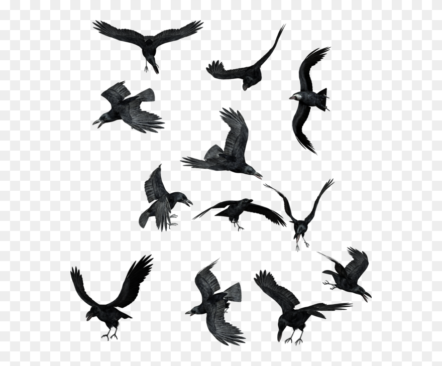Bird Common Raven Clip Art - Ravens Png Transparent Png