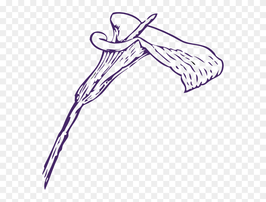 Transparent Calla Lily Clipart - Calla Lily Clip Art - Png Download