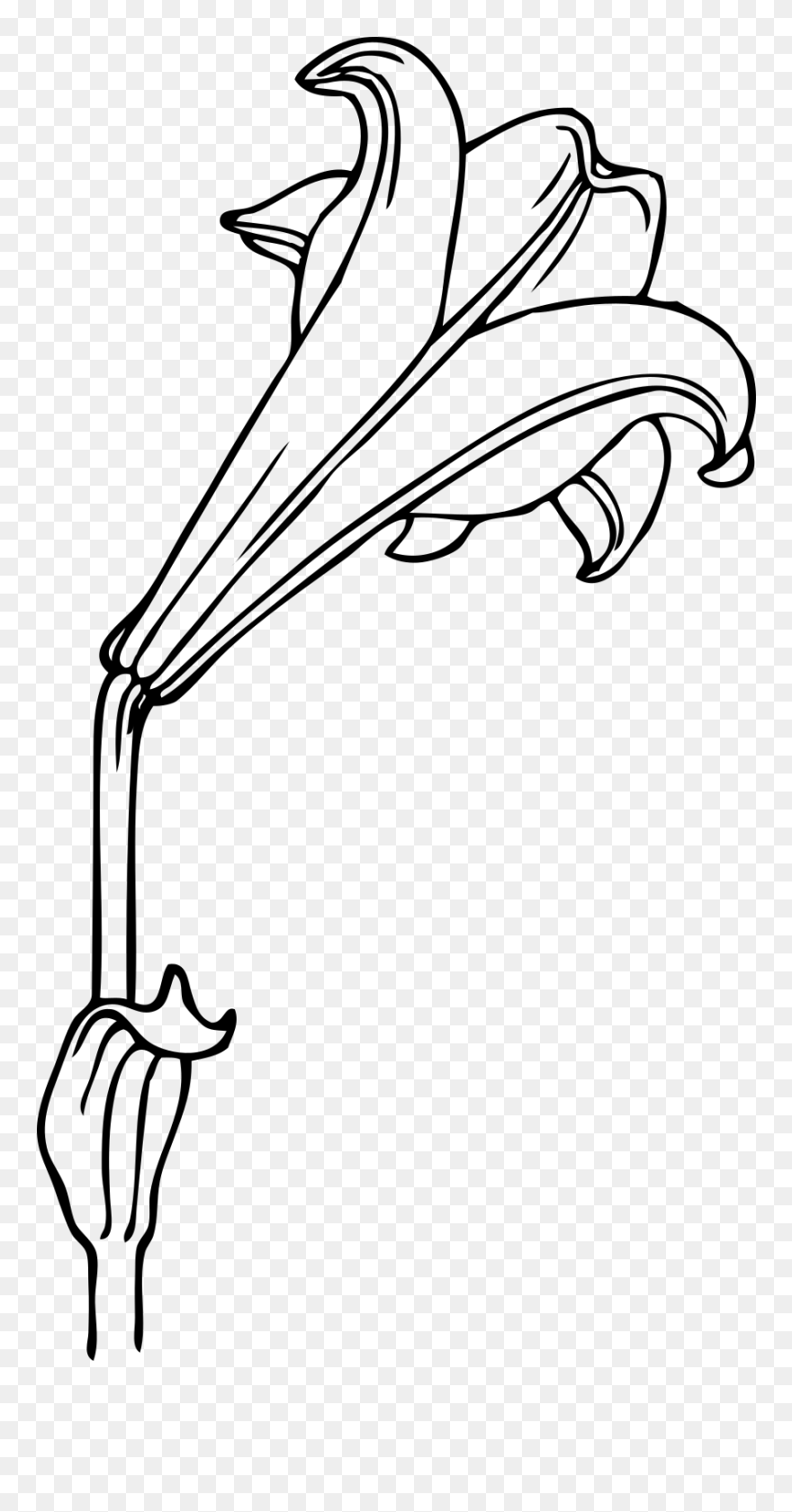 Lily Clip Art - Png Download