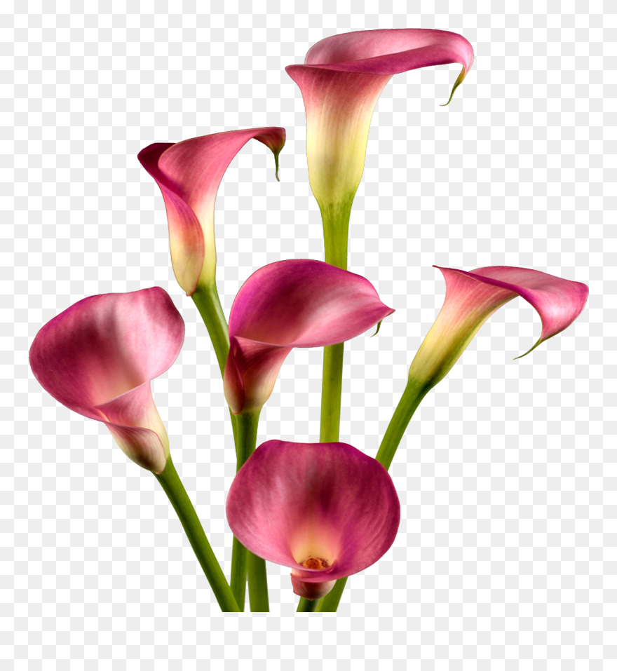 File Type, Hugh Burch Image, Calla Lilies - Calla Lily White Background Clipart