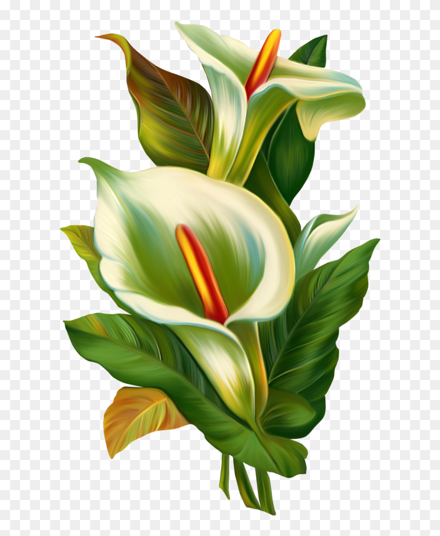 Transparent Calla Lilies Clipart - Calla Lily Tattoo Design - Png Download