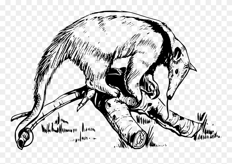 Ecosystem Of Anteater For Kids Clipart