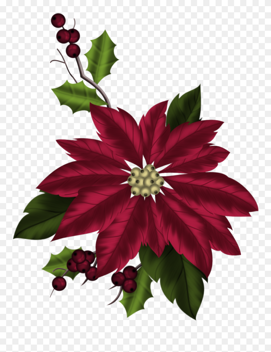 Poinsettia Clipart December Flower - Poinsettia - Png Download