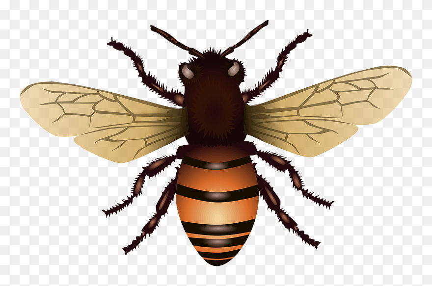 Bee Clipart - Free Svg Honey Bee - Png Download
