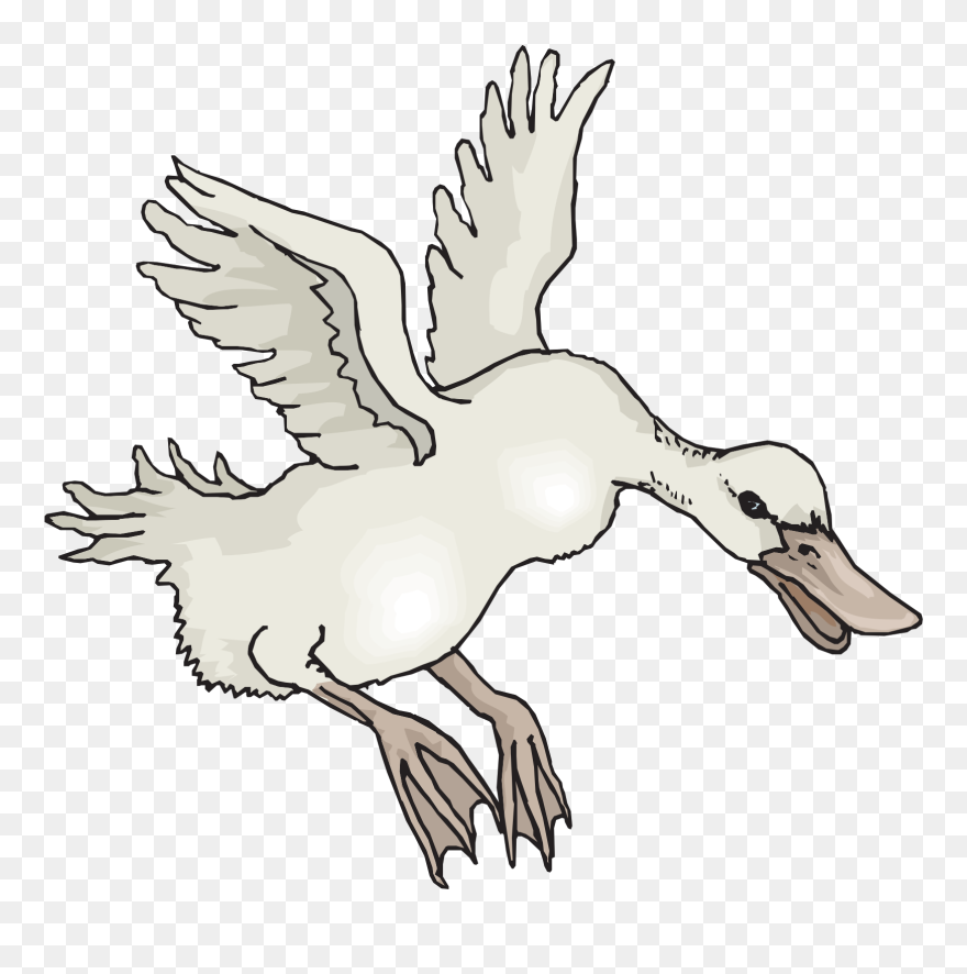 Animals With Feather Clipart Black And White - Png Download