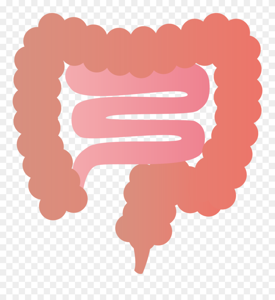 Large Intestine Colorectal Cancer Endoscopy - Transparent Intestine Clipart - Png Download