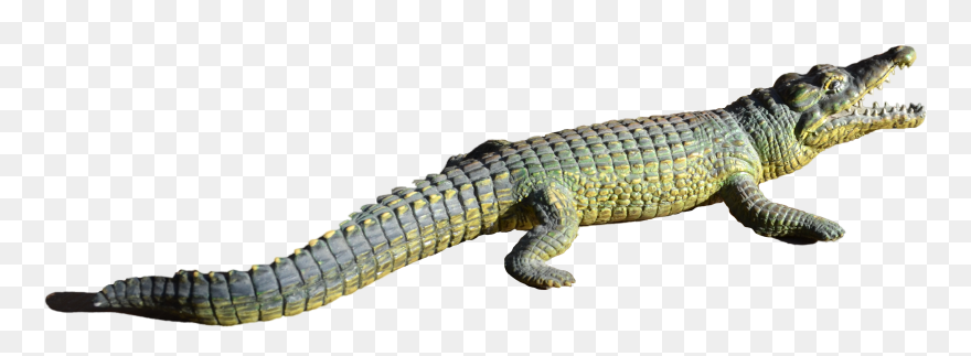 Alligator Transparent Png Png Download - Alligator Tail Transparent Png Clipart