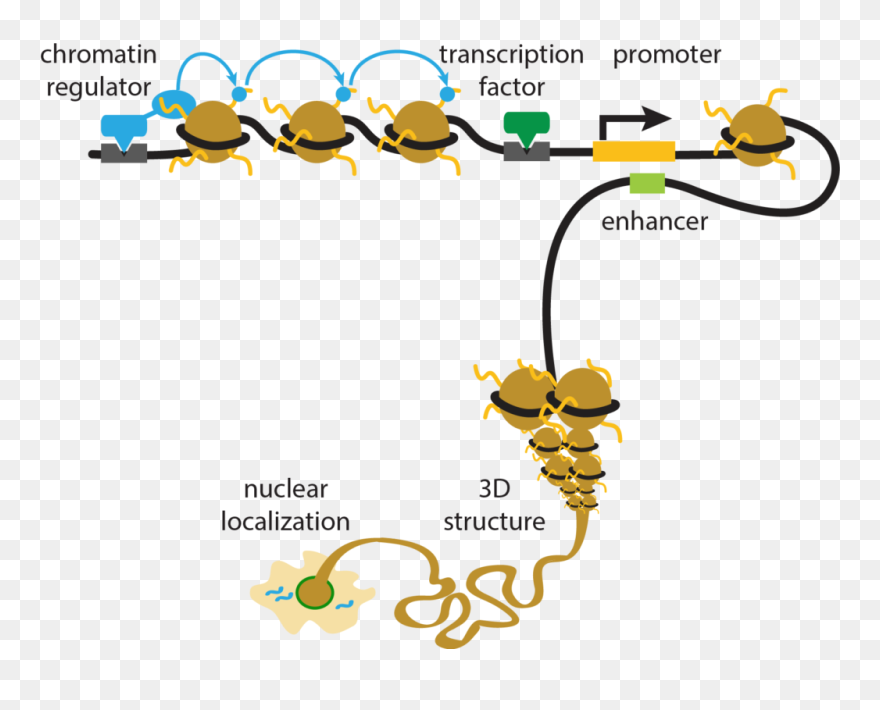 Clip Art - Png Download