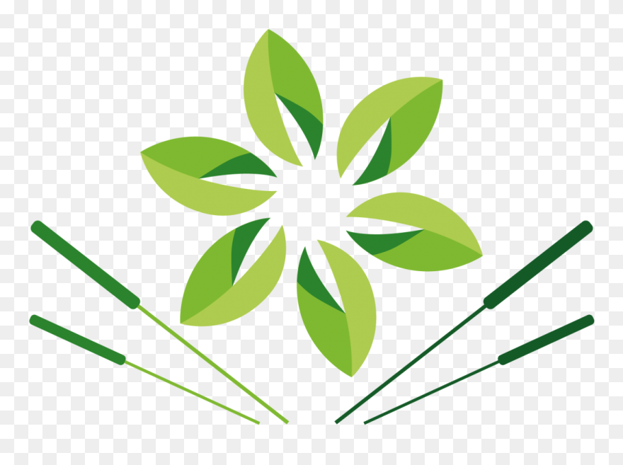 Solomon"s Seal Acupuncture & Herbal Medicine - Acupuncture Clipart Transparent - Png Download