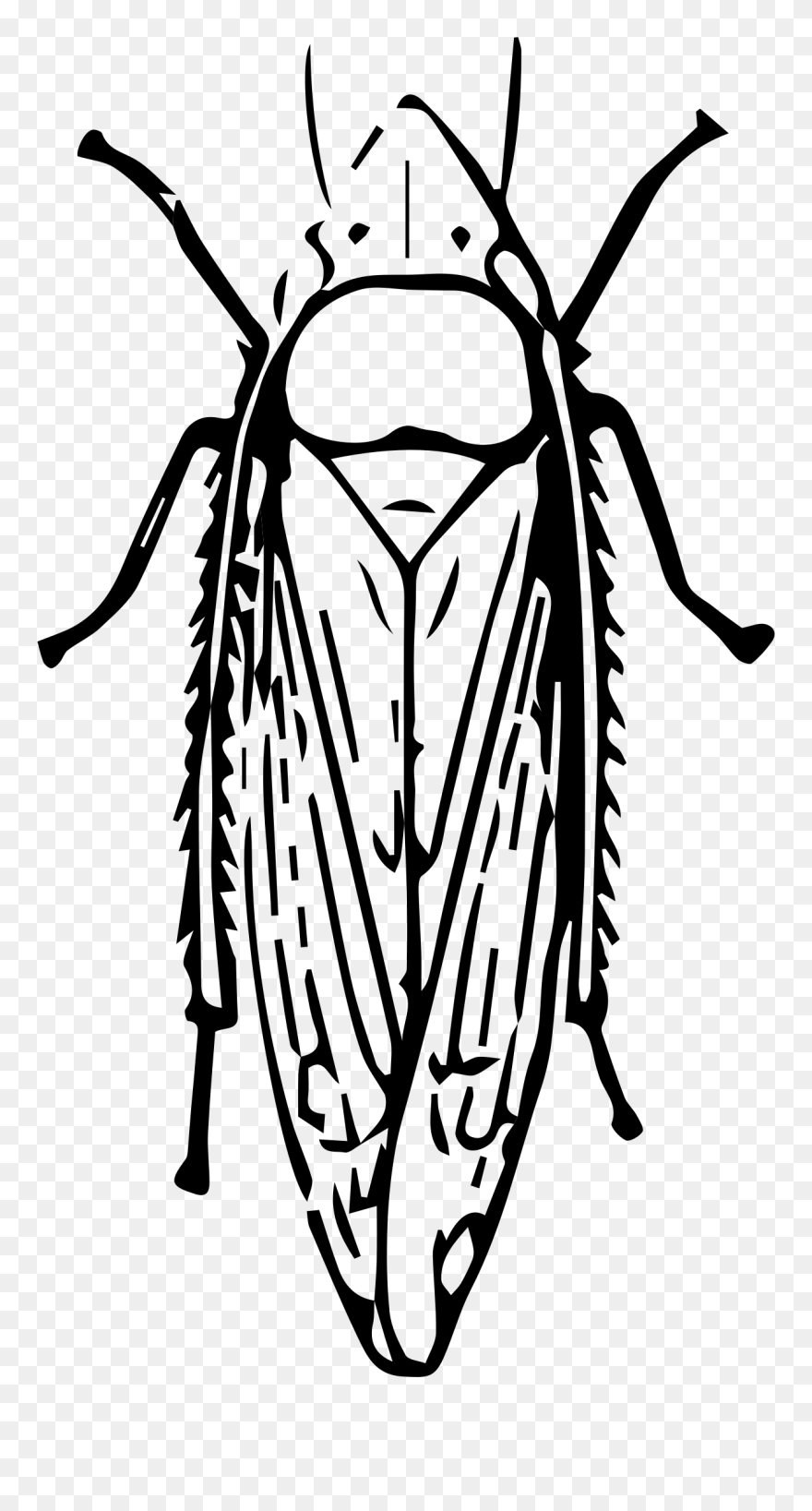Leafhopper Big Image Png - Leafhopper Clipart Transparent Png