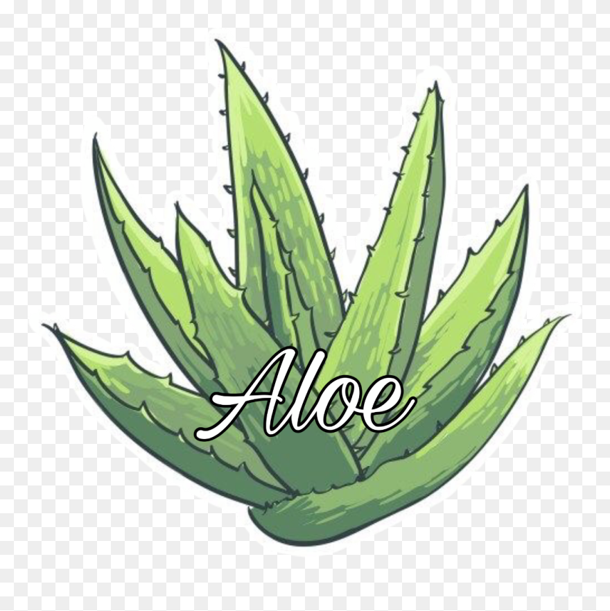 Aloe Vera Drawing Easy Clipart