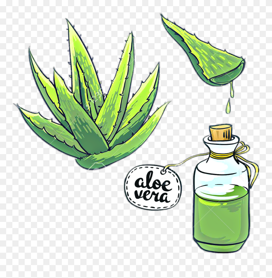 #aloes #aloevera #kaktus #kaktus🌵 #flora #nature #freetoedit - Aloe Vera Drawing Easy Clipart