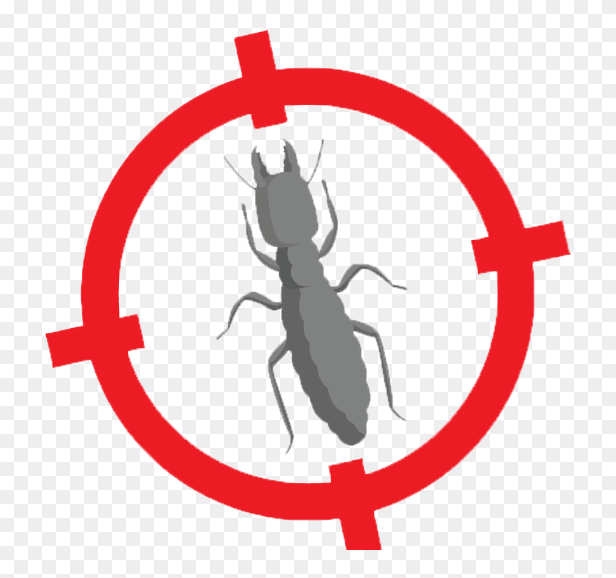 Longhorn Beetle Clipart