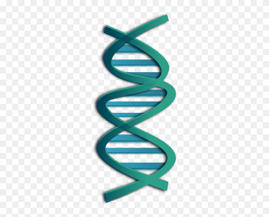 Clipart - Dna - Dna Clip Art - Png Download