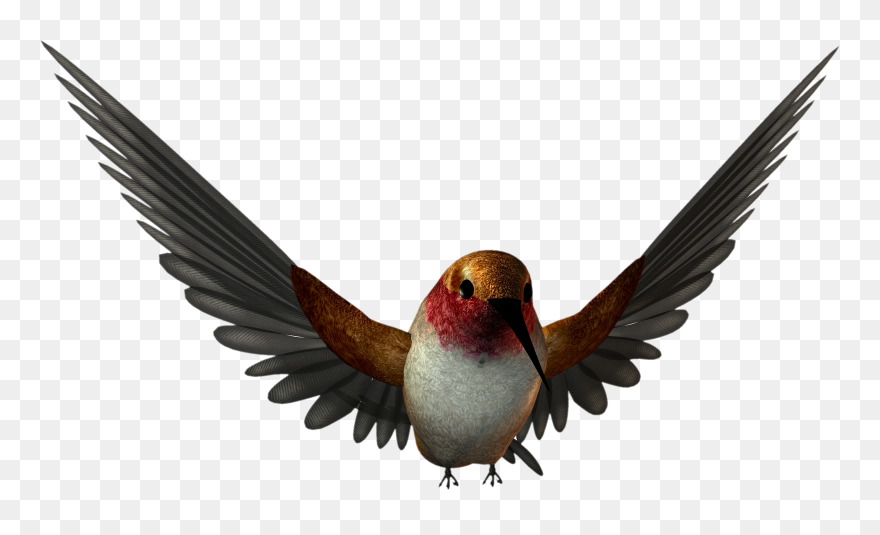 Transparent Free Graphics Images Cliparts - Bird Png High Resolution