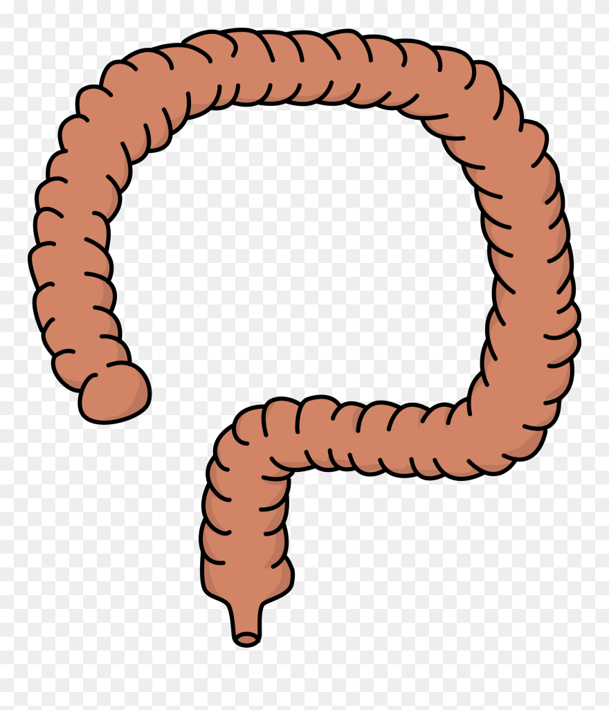 Transparent Intestine Clipart - Png Download