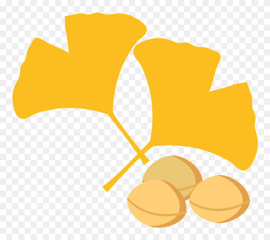 Ginkgo Autumn Clipart - 銀杏 イラスト 無料 - Png Download