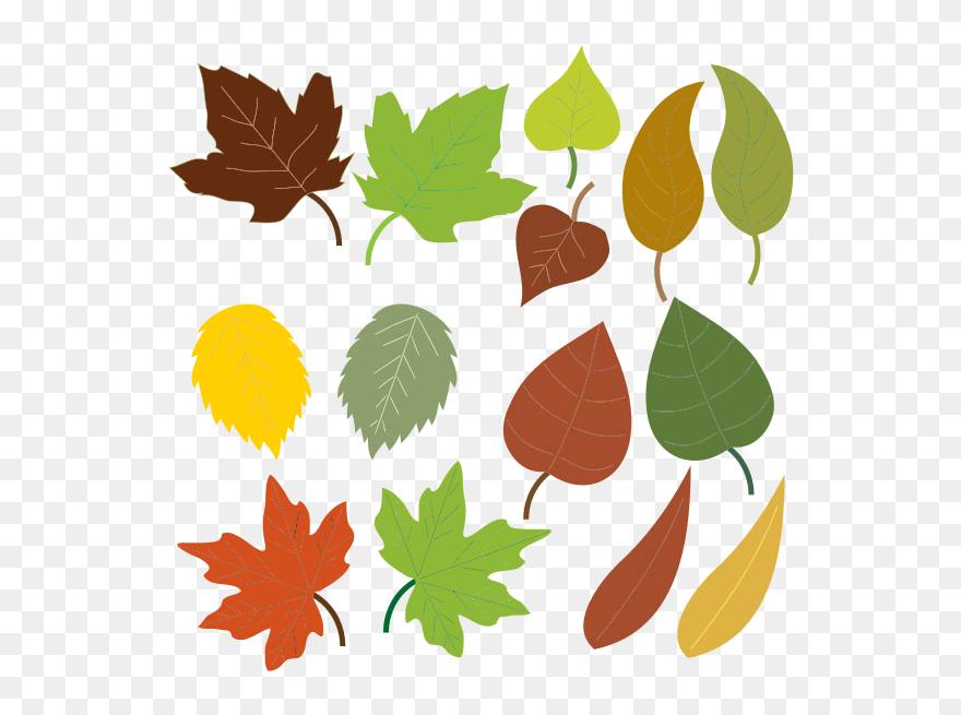 Variety Of Leaves - Reconnaître Feuilles D Arbres Clipart