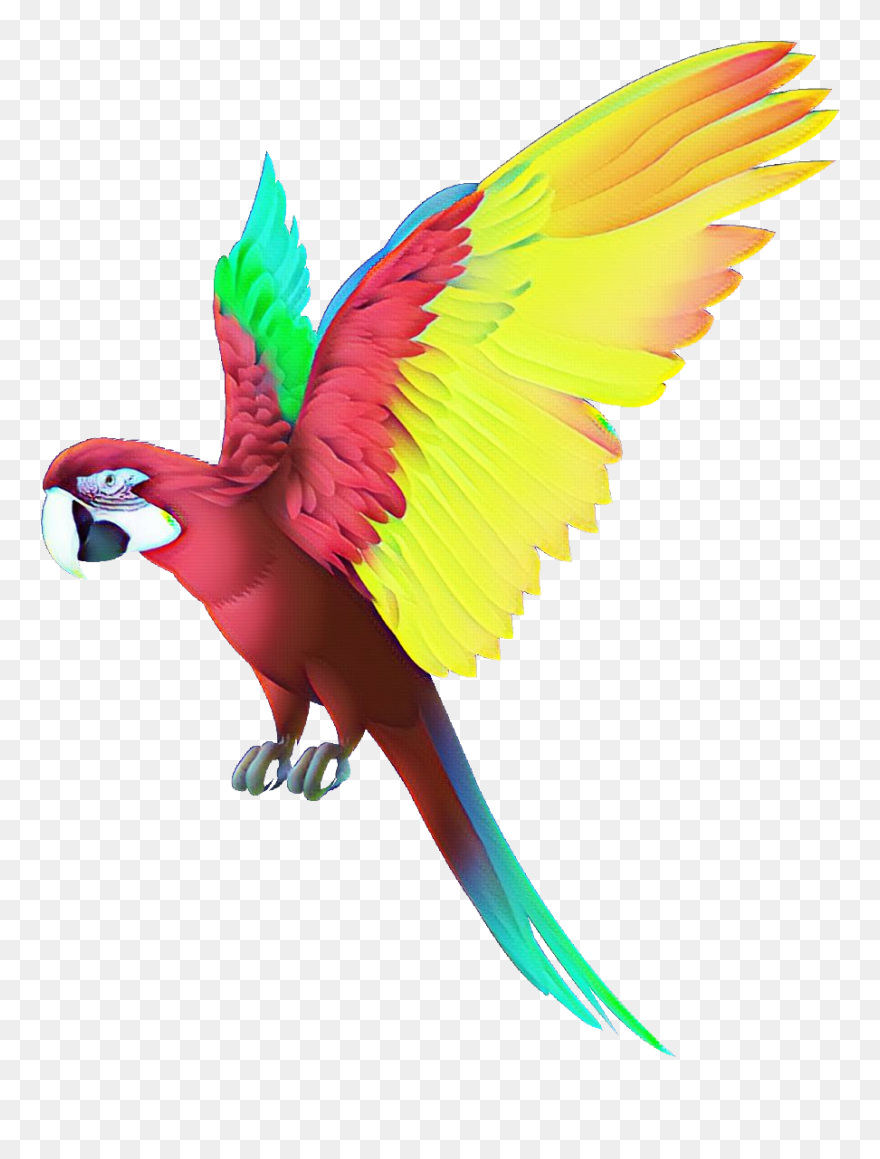 Colorful Bird Png Download Clipart