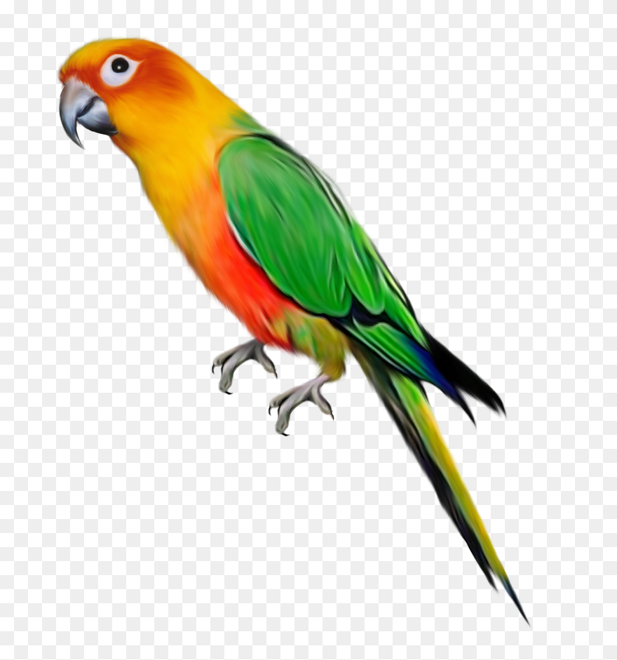 Transparent Background Parrot Png Clipart