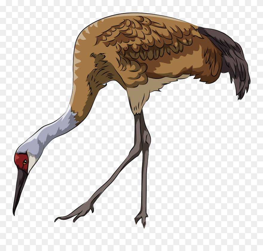 Sandhill Crane Clipart