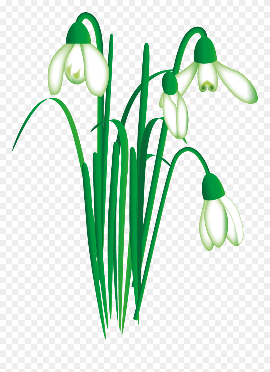 Snowdrop Clipart