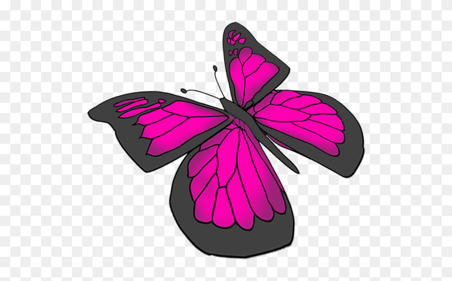 Drawing Of Butterfly Png Clipart