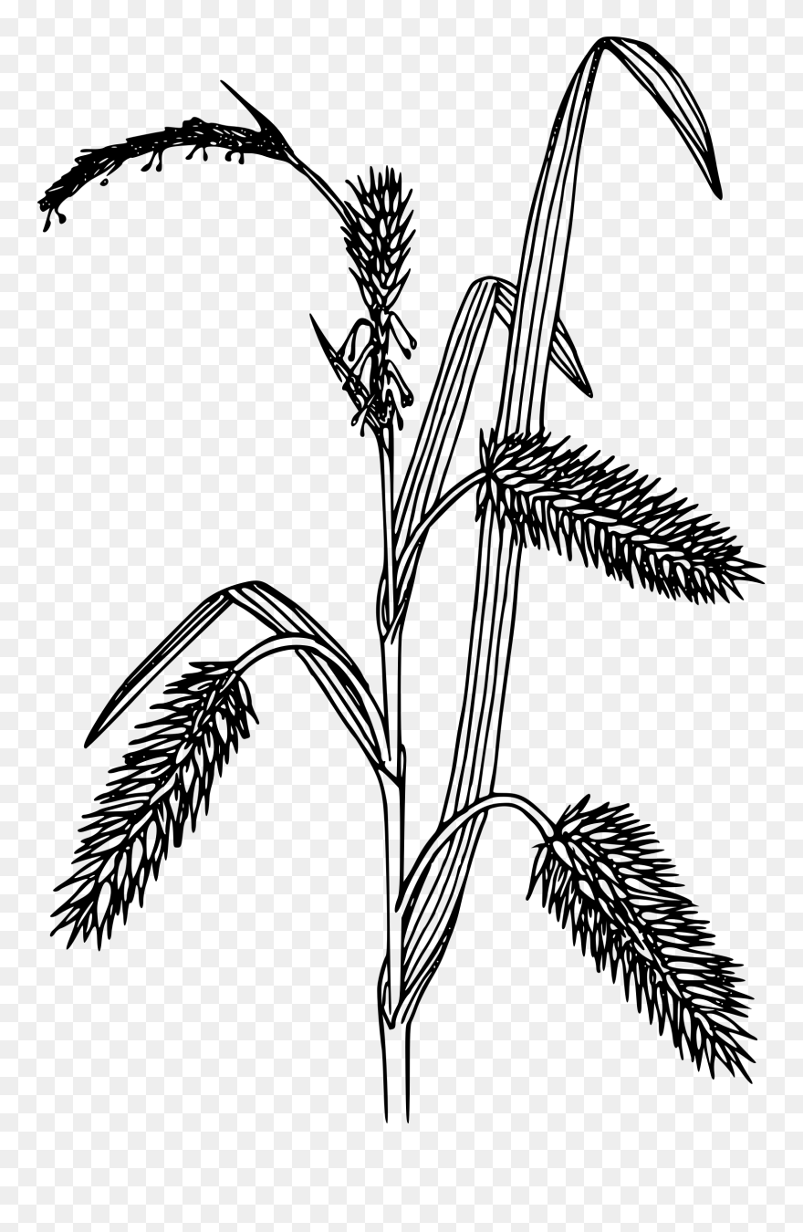 Porcupine Clipart Black And White - Grain Clipart Black And White - Png Download