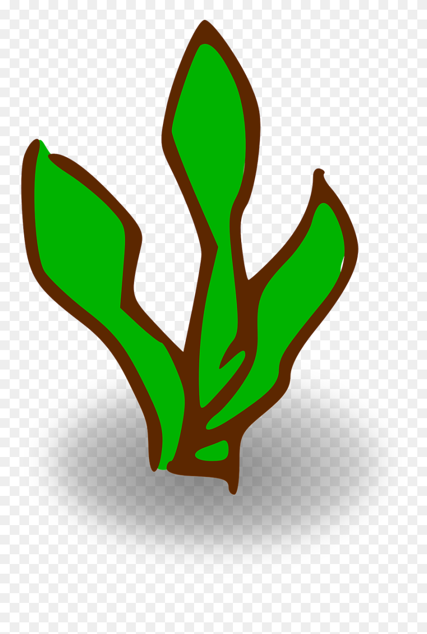 Kelp Clipart - Png Download
