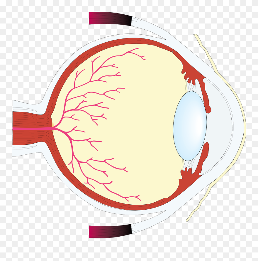 Human Eye Clipart