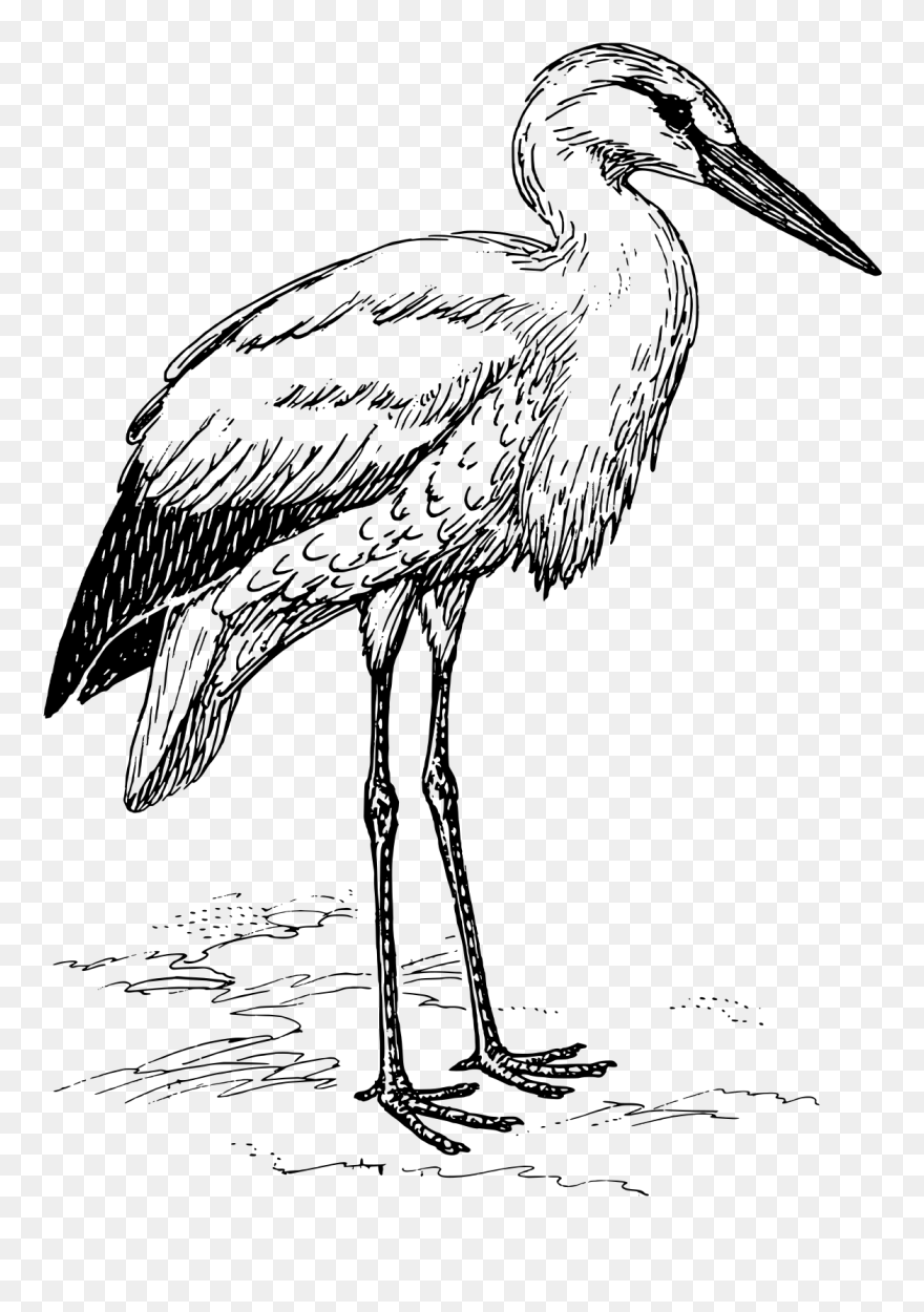 Stork Clipart Black And White - Png Download