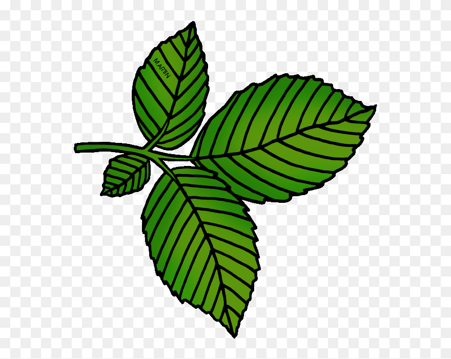 Massachusetts State Tree - Leaves Clipart - Png Download