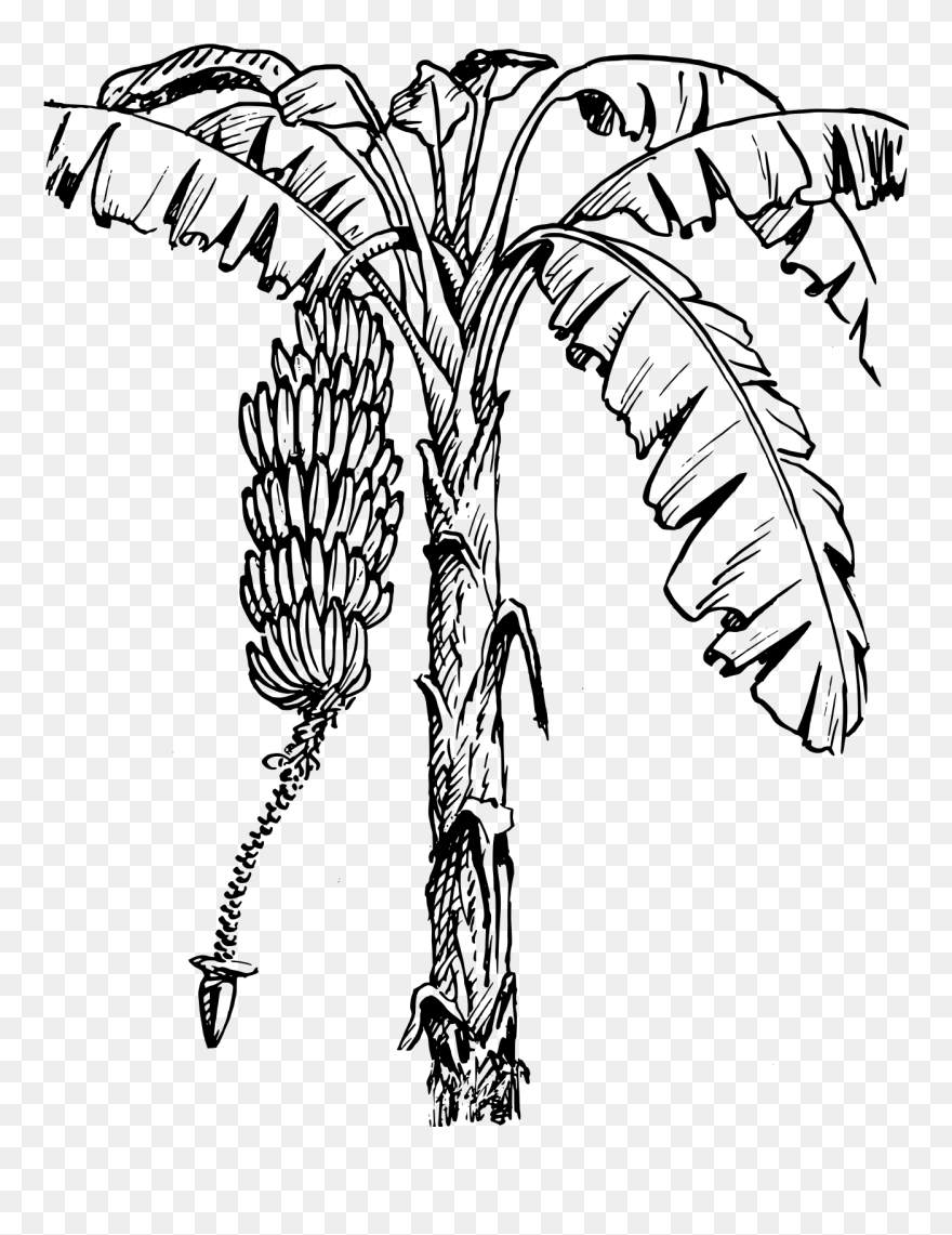 Banana Tree Clip Art - Png Download
