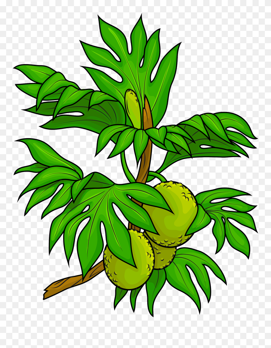 Breadfruit Tree Clipart - Png Download