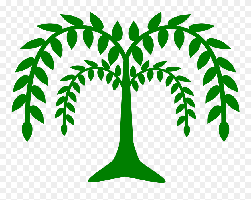 Weeping Willow Drawing Clipart