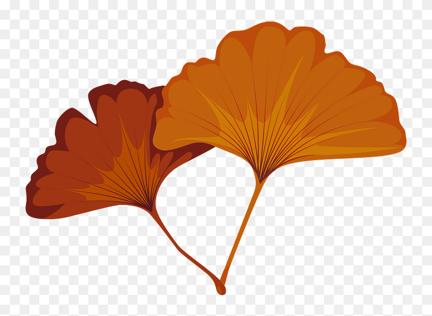 Maidenhair Tree Clipart