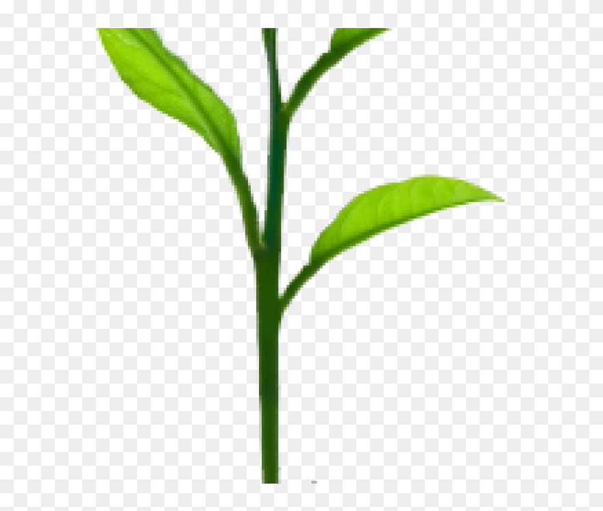 Transparent Plant Growing Png - Plant Growing Png Clipart