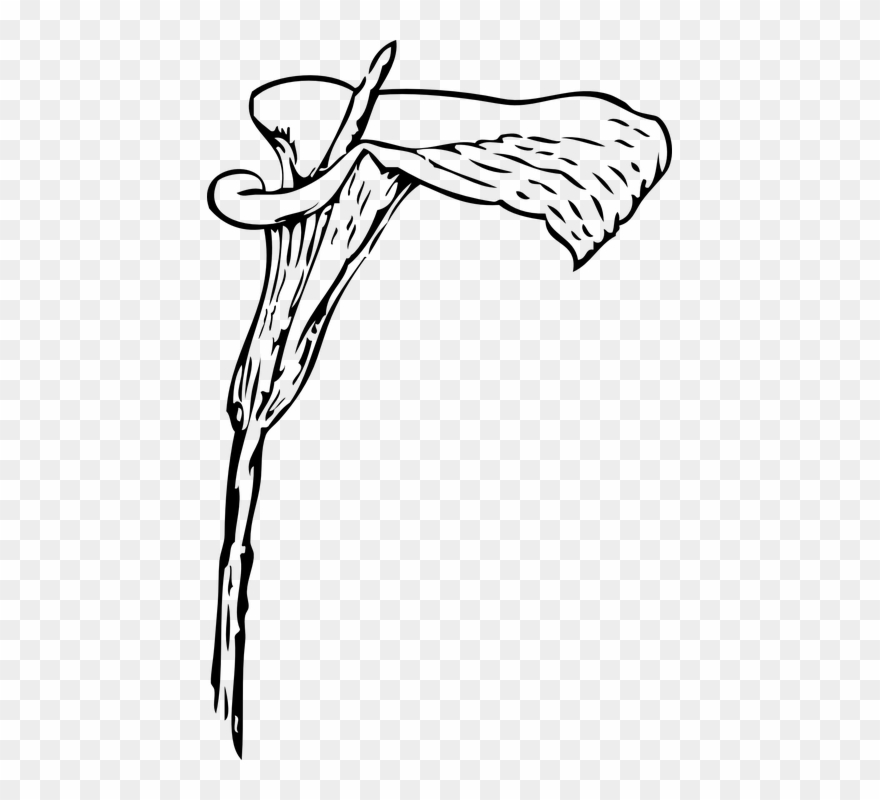 Picture - Calla Lily Flower Vector Clipart