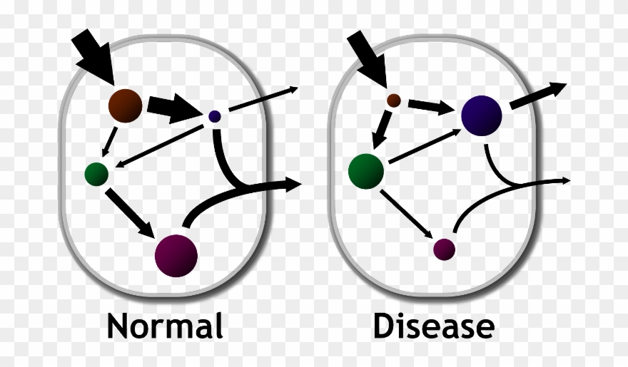 Serum Free Fatty Acids Are Typically Elevated In Individuals - Circle Clipart