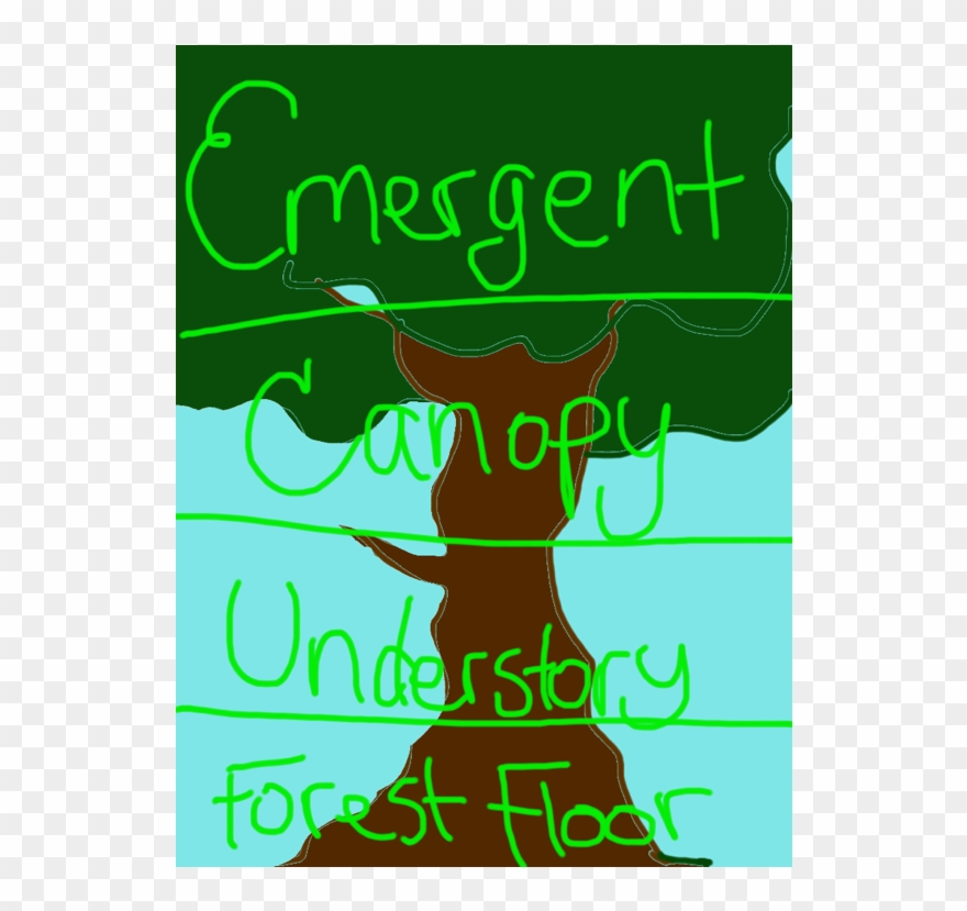 •the Highest Level Of The Rainforest, Is The Emergent - Graphic Design Clipart