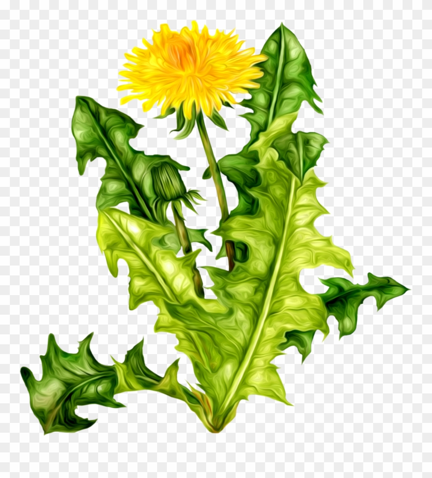 Dandelion Png Images Free Download - Клипарт Одуванчик На Прозрачном Фоне Clipart
