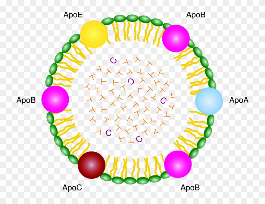 Sunday, 1 September - Lipoprotein Clipart