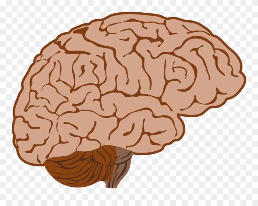 Weak Brain Cliparts - Clip Art - Png Download