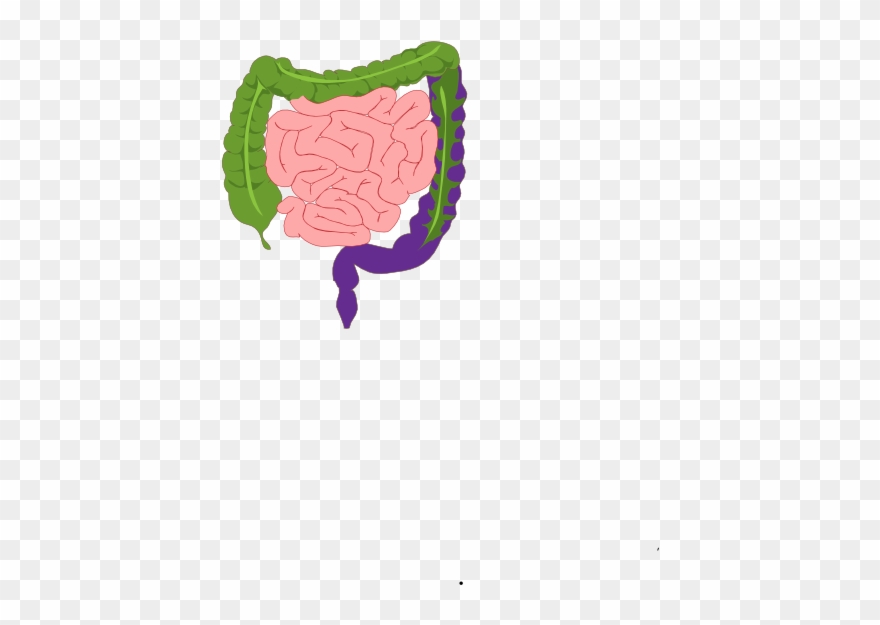 Digestive System Clipart