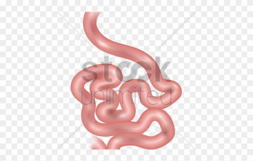 Small Intestine Cliparts - Clip Art - Png Download
