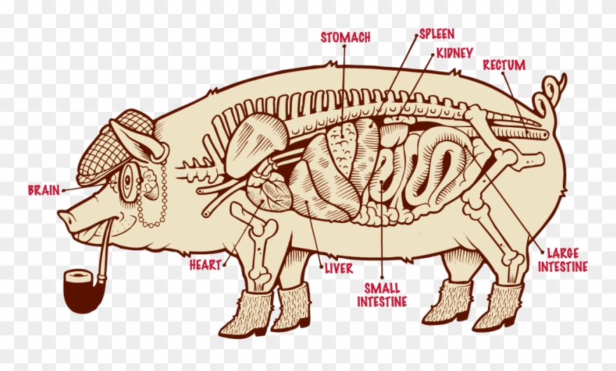 Liver Clipart Beef Liver - Liver - Png Download