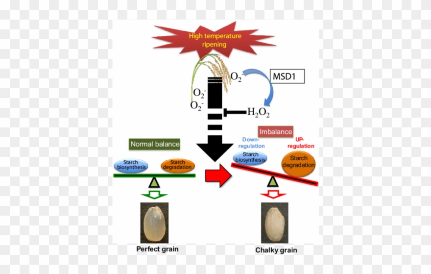 Criminal Clipart Stole - Starch - Png Download