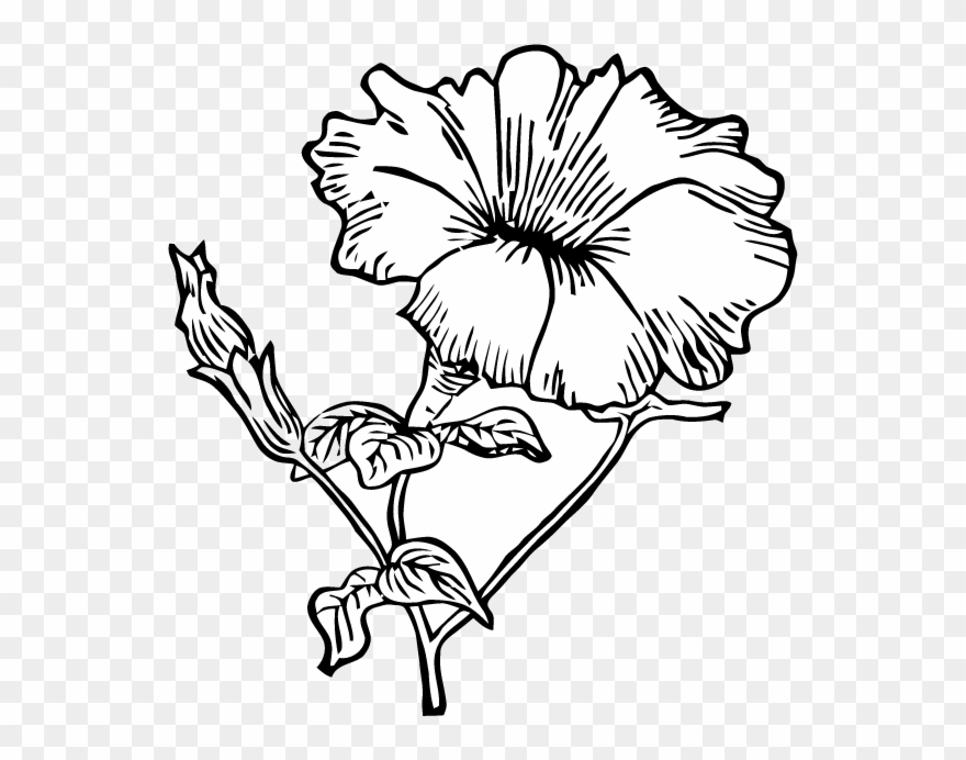 Ephemeraphilia Free Vector Art Petunia - Petunia Line Art Clipart